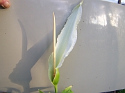 Dracunculus canariensis